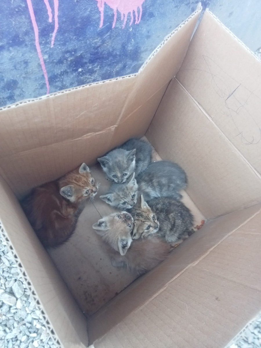 Han abandonado a estos bebitos en una caja!! 😔 Ya estamos copados de casos, y no tenemos más espacio. Las adopciones no avanzan y cada día nos dejan casos más complicados, a los cuales no podemos ignorar. AYÚDENNOS COMPARTIENDO POR FAVOR! Si estás interesado en adoptar, DM. RT
