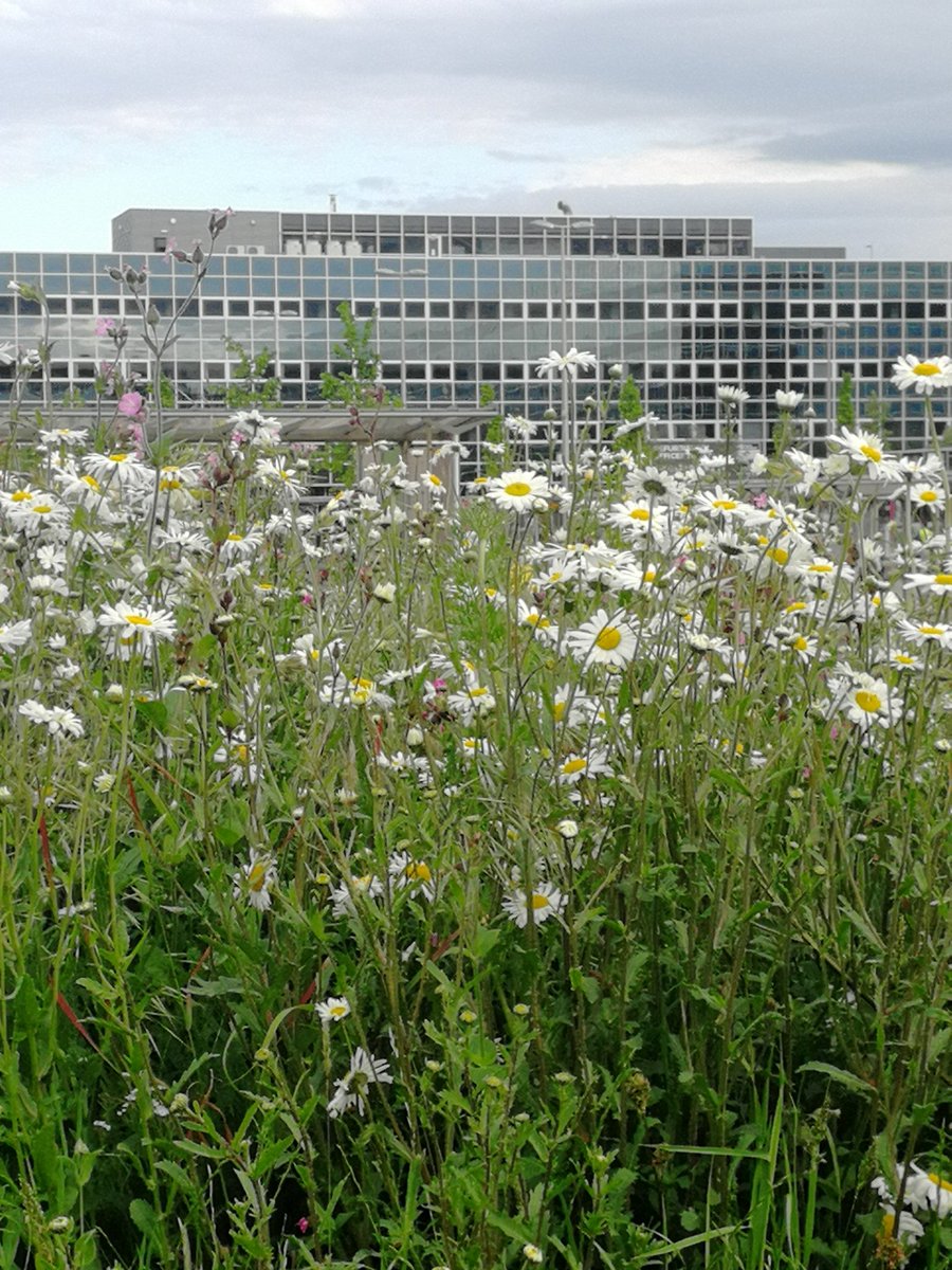 The #wildflowers at #stationsquare planted for #TheModernistGlade by @takeshihayatsu and #tuegreenfort are looking pretty special. We look forward to hosting @UEFAWomensEURO #FANPARTY here in #50days. See @DestinationMK in the coming weeks for all info. #WEURO2022