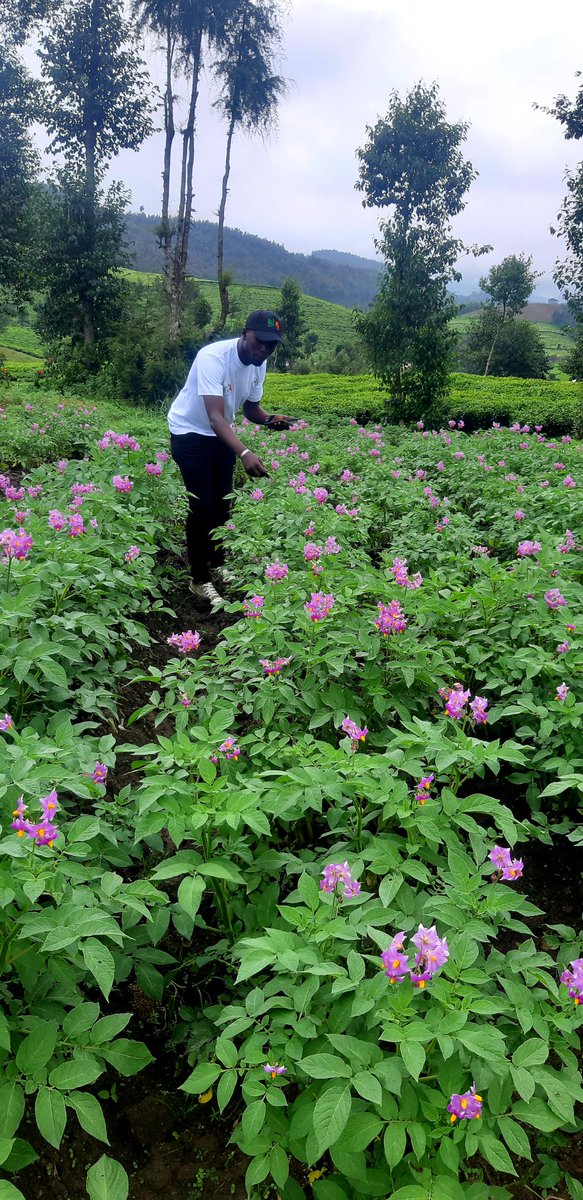 JustinNsengima's tweet photo. Ubuhinzi iwacu i #Kingogo ibi birayi mubona nubushakashyatsi @RwandaAgriBoard ,irigukora mu karere ka @NgororeroDistr umurenge wa #Muhanda ,kumafumbire mvaruganda ni swagara binyuze mu mushinga wa #Rwasis ibi byatereshejwe i #swagara @g_mukeshimana @P_Karangwa @FabriceNdayise4 https://t.co/LaM9JoNJ57