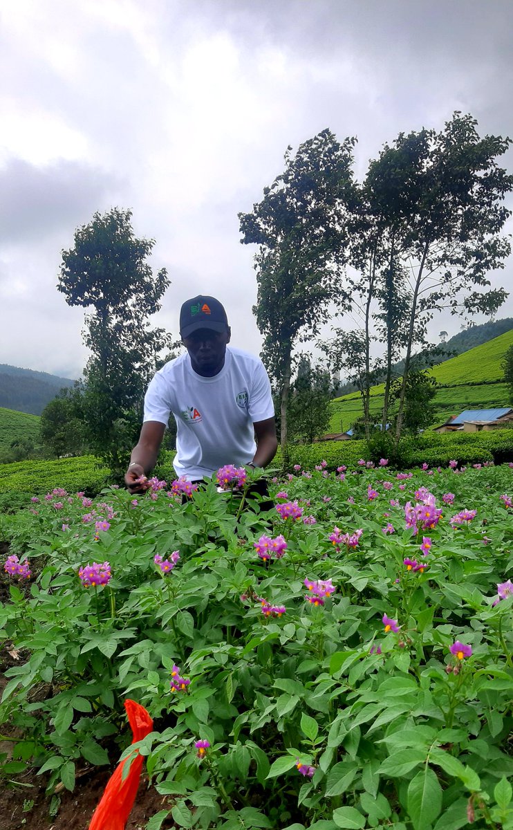 JustinNsengima's tweet photo. Ubuhinzi iwacu i #Kingogo ibi birayi mubona nubushakashyatsi @RwandaAgriBoard ,irigukora mu karere ka @NgororeroDistr umurenge wa #Muhanda ,kumafumbire mvaruganda ni swagara binyuze mu mushinga wa #Rwasis ibi byatereshejwe i #swagara @g_mukeshimana @P_Karangwa @FabriceNdayise4 https://t.co/LaM9JoNJ57