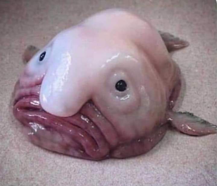 cosm0tun3's tweet photo. @Asmongold Amberfish https://t.co/ElToDXDwmR