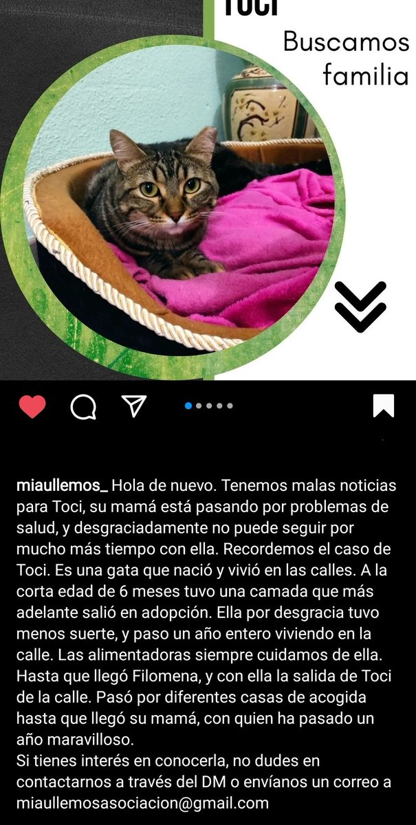 MMondarina's tweet photo. Pido difusión para encontrarle un hogar a Toci. Todo el mundo adopta gatos cachorros y se olvidan de ayudar a los más invisibles, los adultos. https://t.co/o0wE8yntqi