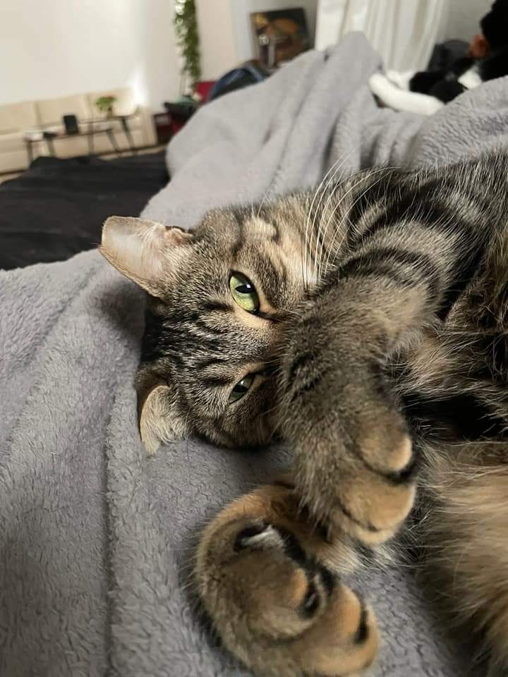 MMondarina's tweet photo. Pido difusión para encontrarle un hogar a Toci. Todo el mundo adopta gatos cachorros y se olvidan de ayudar a los más invisibles, los adultos. https://t.co/o0wE8yntqi