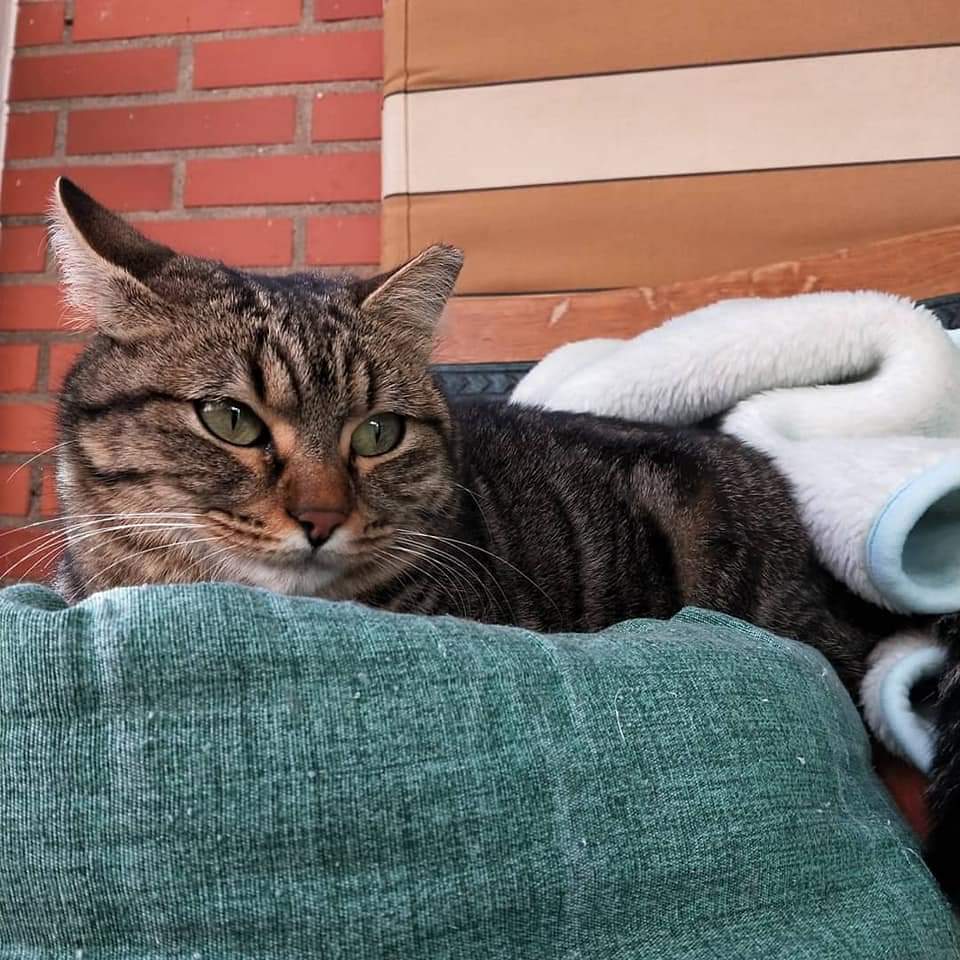 MMondarina's tweet photo. Pido difusión para encontrarle un hogar a Toci. Todo el mundo adopta gatos cachorros y se olvidan de ayudar a los más invisibles, los adultos. https://t.co/o0wE8yntqi