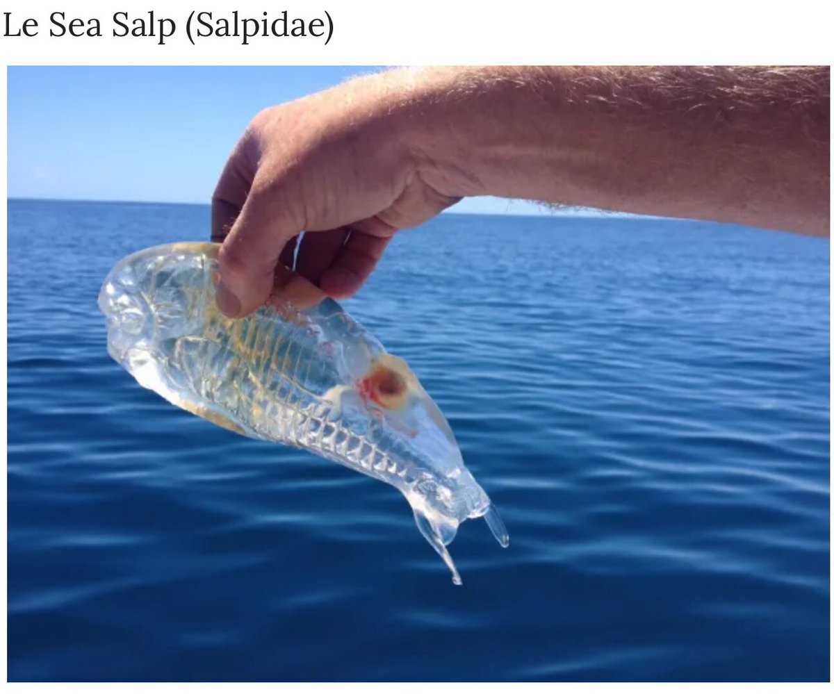 31Cassoulet's tweet image. #mbompard député translucide a #toulouse est venu et n’a rien fait. C’est un excellent répétiteur des éléments de langage de @JLMelenchon à un tel point qu’il va se poster à #Marseille pour devenir un poisson transparent pour les marseillais. Au choix !