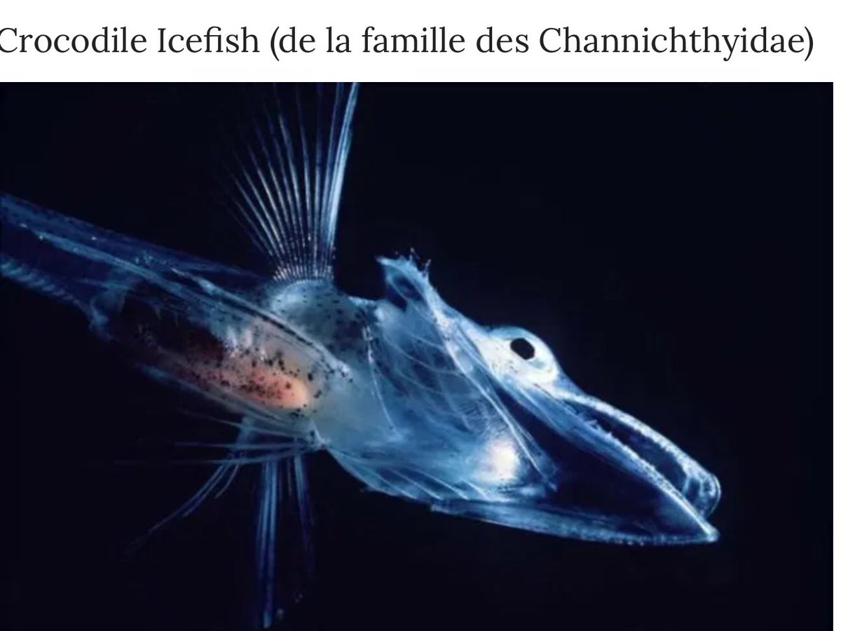 31Cassoulet's tweet image. #mbompard député translucide a #toulouse est venu et n’a rien fait. C’est un excellent répétiteur des éléments de langage de @JLMelenchon à un tel point qu’il va se poster à #Marseille pour devenir un poisson transparent pour les marseillais. Au choix !