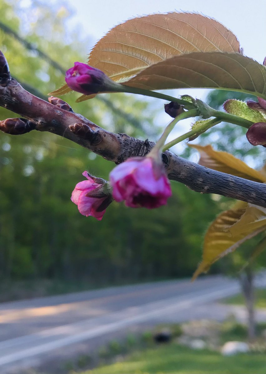 EEmberg5's tweet photo. Bought a very young #cherryblossom tree last summer and wasn’t sure if it would survive the winter let alone blossom. #NeedlessWorry #PrettyInPink #WillGetACoupleMore #WatchOutHighPark 🌸🌸🌸 https://t.co/QMoyN4nr6t