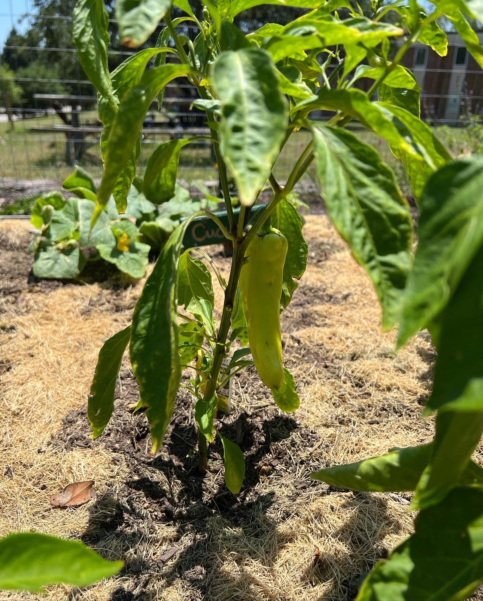 SEU_SFS's tweet photo. Garden Update 🌸🌻🪴

We need your help! Our garden has seen so much growth the past two years and we wish to expand it even more! If you are able to donate, please head to https://t.co/29swy9zn9P 

If you are unable to donate please help us share and spread the word! https://t.co/AUklYUT9Q6
