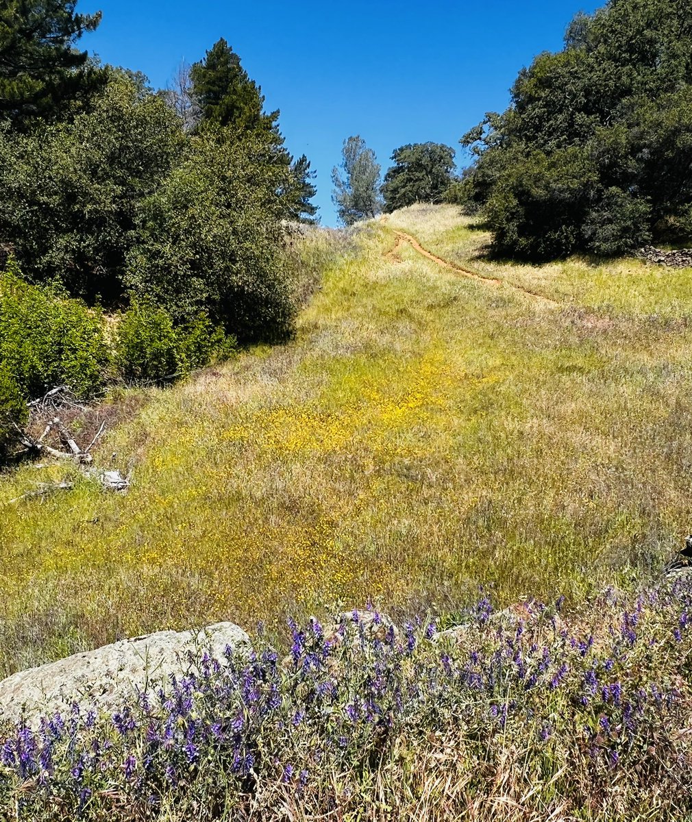 Diane_Y's tweet photo. Lovely day on the trail, just what we needed, 5 miles in the books! 🥾 #hikewithdogs #hikewithfriends #naturelovers #hiking #wildflowers #nature #California https://t.co/C7mCbVNrNc