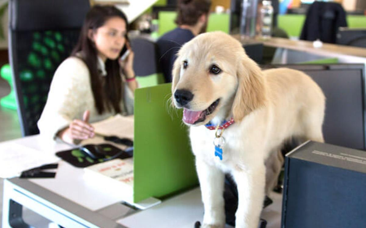 Pet friendly офис