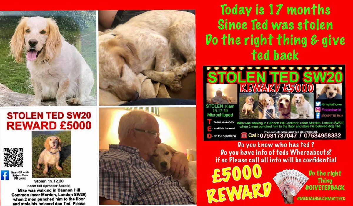 rosieDoc2's tweet photo. 17 MONTHS TODAY SINCE TED WAS STOLEN .
Please help bring ted home 
Please share all over the uk &amp; Ireland 

#bringtedhome
#bringtedback
#dotherightthing
#mentalhealthmatters https://t.co/ztgsJv3HGs