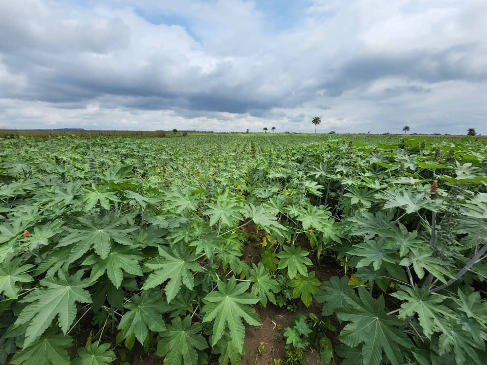 Essai de #Ricin en cours au #CAPFOR. Cela semble bien prometteur.
A voir quels seront les rendements. 
Récolte dans quelques semaines.