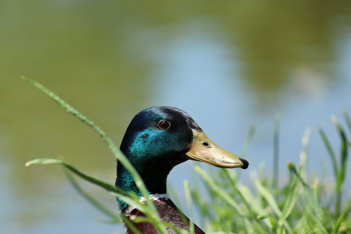 ____gabri3l____'s tweet photo. Canards :) https://t.co/IKg59PH0BG