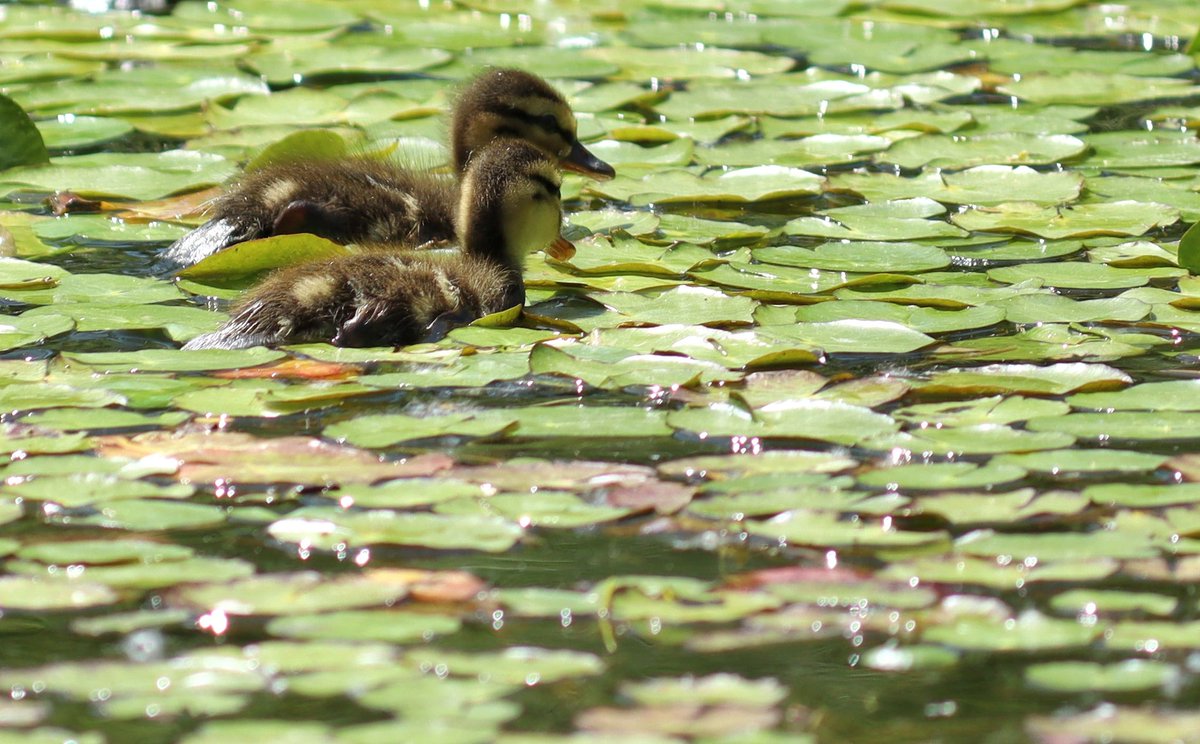 ____gabri3l____'s tweet photo. Canards :) https://t.co/IKg59PH0BG