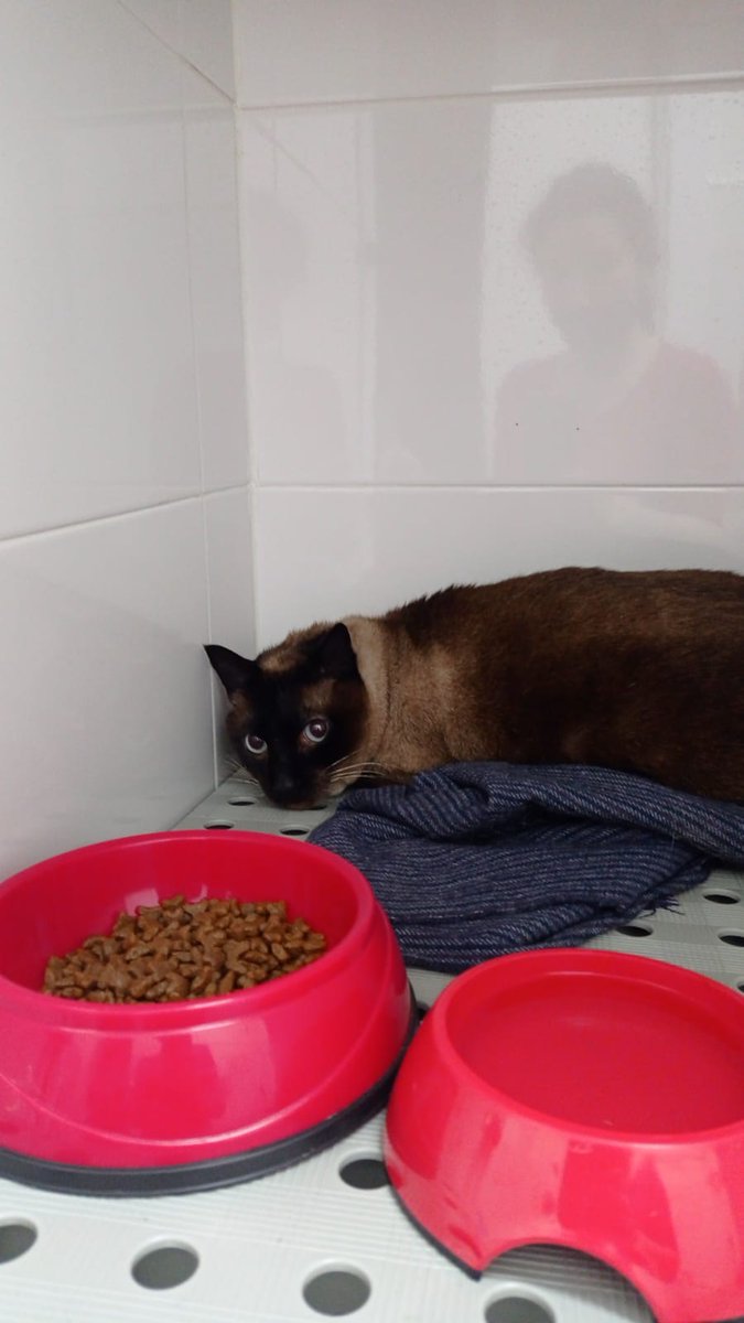 Esta #gatita necesita un hogar #urgente. Su dueña se ha ido a una residencia y nadie se puede hacer cargo. 6 años. Esterilizada. Vacunas al día. 🙏. #Ribadeo
