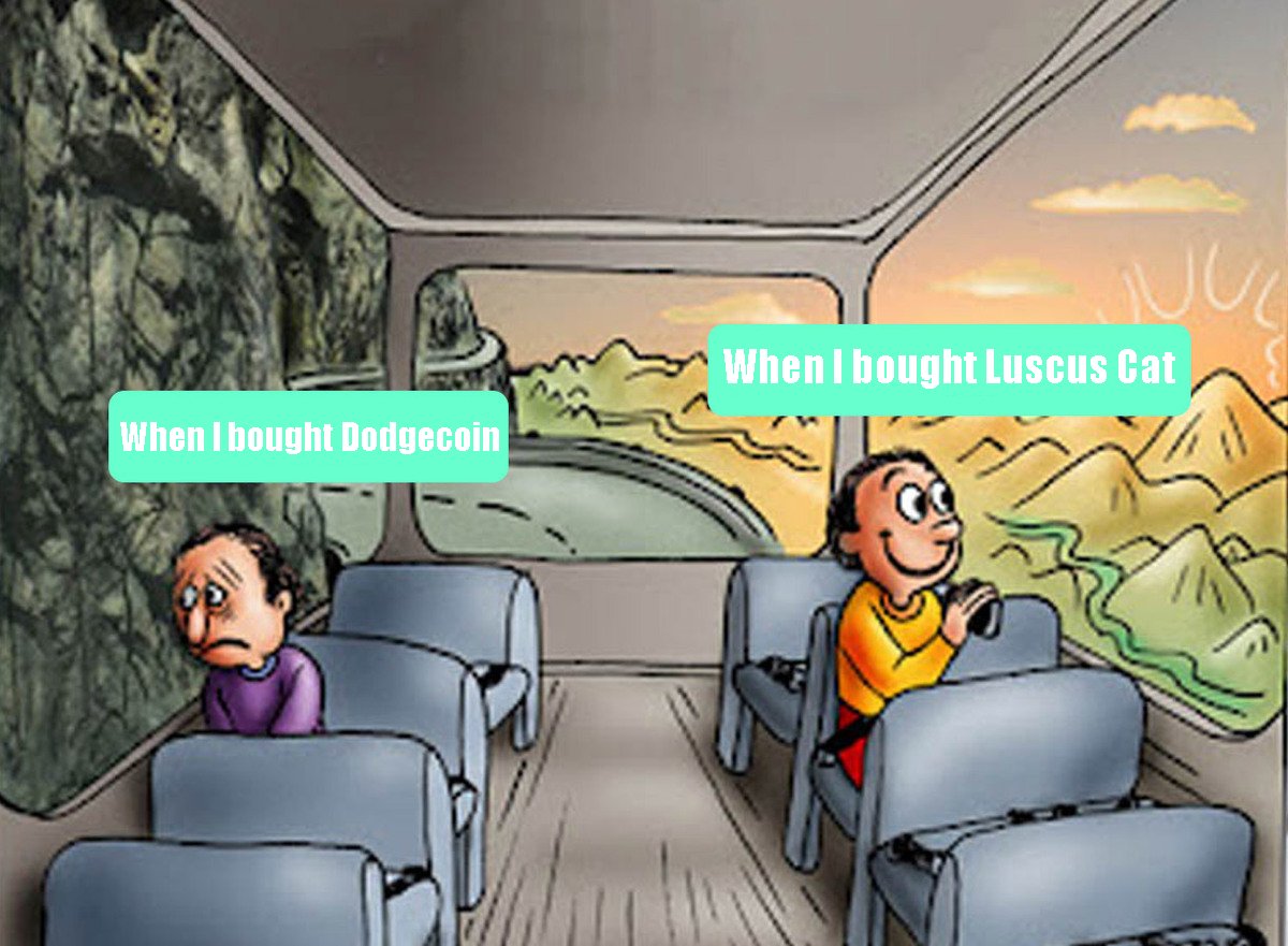 Luscus Cat tweet media