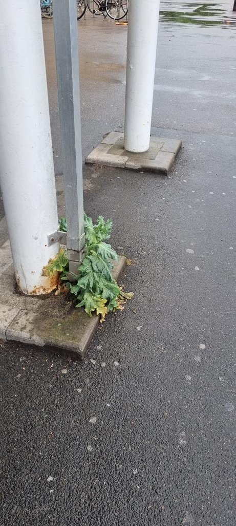 SarahReesTV's tweet photo. A giant #poppy right? Literally growing on wet concrete outside a #Sainsburys! I find it astounding how resiliant &amp; versatile poppies are, whilst the flowers are simultaneously fragile, transient, ethereal beauties. Hope they don't go &amp; spray it now. #bemorepoppy #NatureFindsAWay https://t.co/mwJJ51xtH0