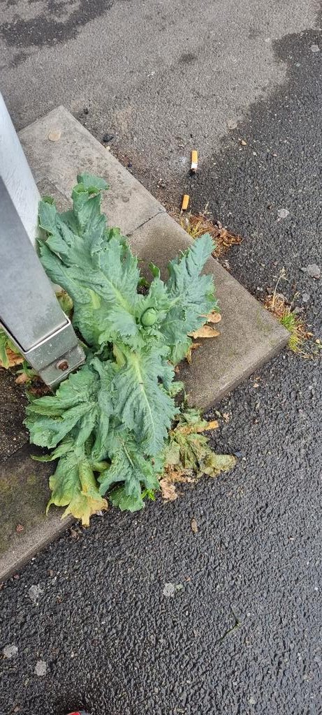 SarahReesTV's tweet photo. A giant #poppy right? Literally growing on wet concrete outside a #Sainsburys! I find it astounding how resiliant &amp; versatile poppies are, whilst the flowers are simultaneously fragile, transient, ethereal beauties. Hope they don't go &amp; spray it now. #bemorepoppy #NatureFindsAWay https://t.co/mwJJ51xtH0