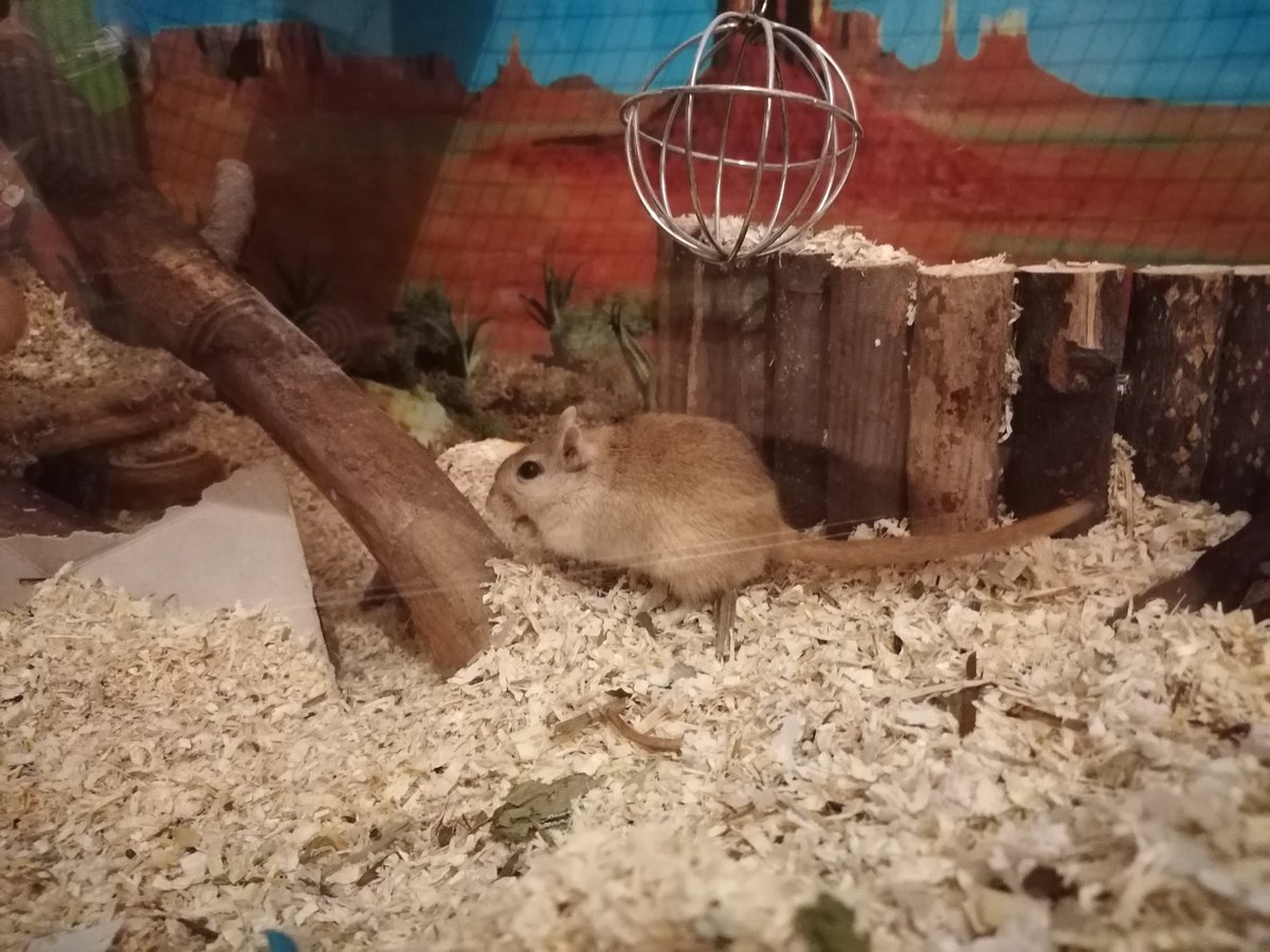 _MiaLuna_'s tweet photo. @Vlesk Hier noch mehr süße Mäuse <3 https://t.co/9WC54RRi9o