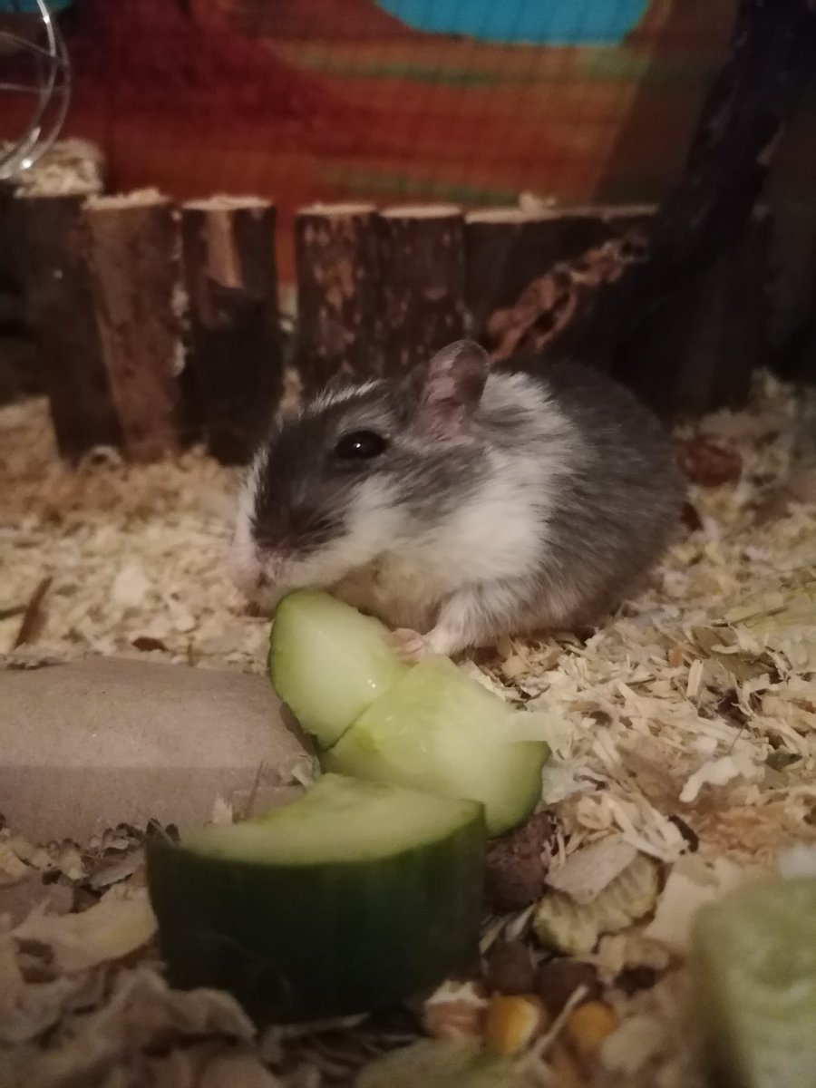 _MiaLuna_'s tweet photo. @Vlesk Hier noch mehr süße Mäuse <3 https://t.co/9WC54RRi9o