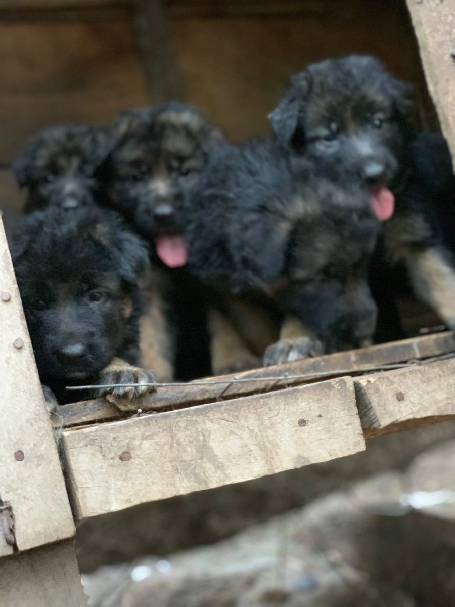 Kenekennel's tweet photo. Both sex german shepherd puppies available https://t.co/nobCXeLuTc