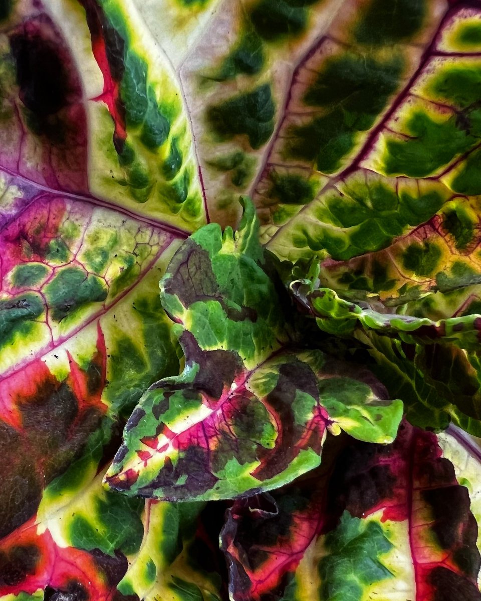 r_fototkr's tweet photo. Seriously. Go buy and plant some coleus and color your world. #coleus #Plant #GardenersWorld #chicago #tyedyed #hippiegirl https://t.co/cP29IzTSVf