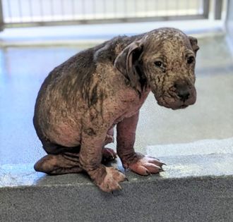 Neglected 12 week old puppy about to lose his life if he doesn't find help petrescuereport.com/2022/neglected…