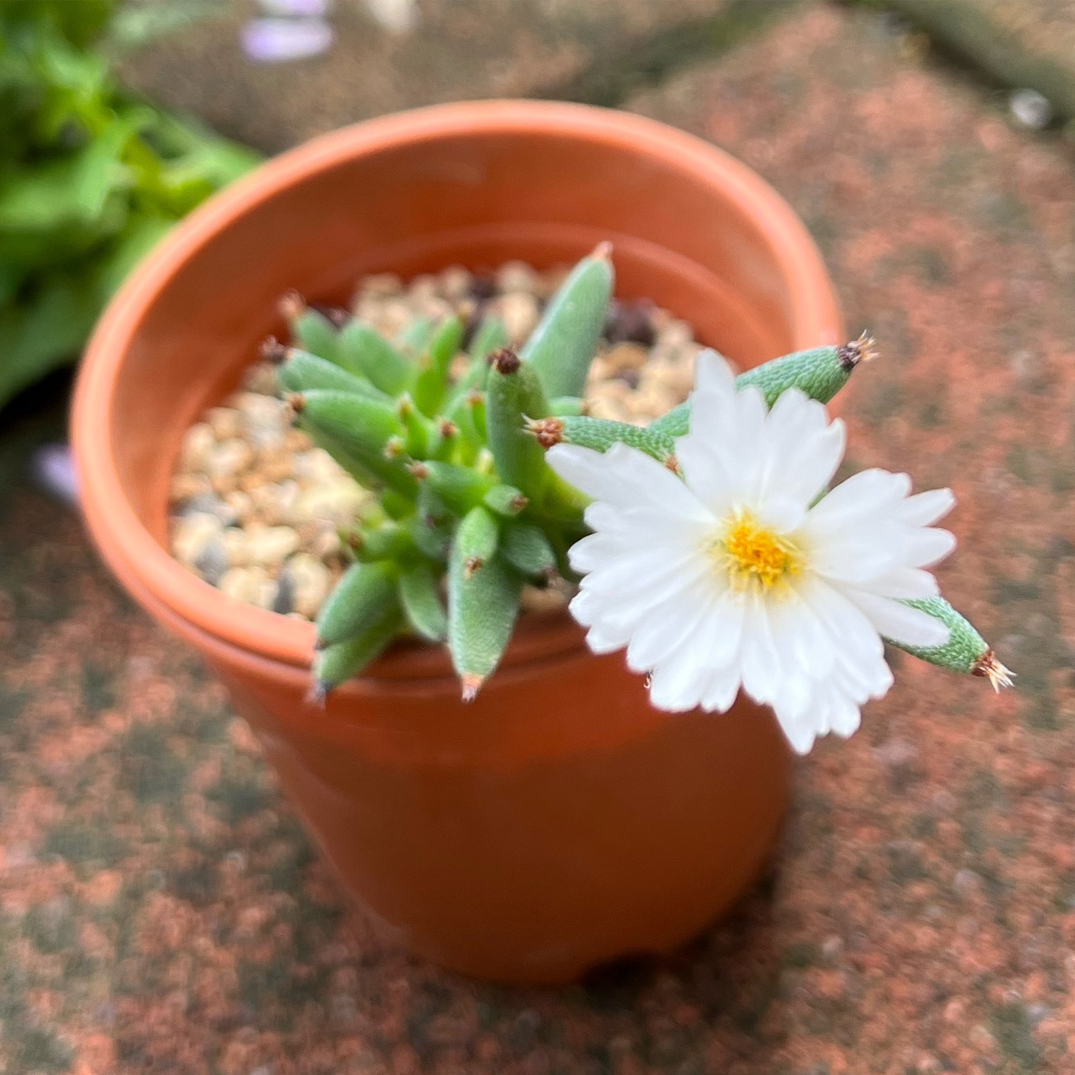 Trichodiadema Twitter Search Twitter