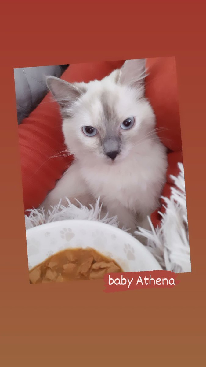 Athena_Ragdoll's tweet photo. 🥺🥺🥺🥺 even then she already weirdchamped me
//.
#ragdoll #CatsofTwittter #cat #cats #colorpoint #meme #weirdchamp #kitten #throwbackwheneverthefuckiwantday https://t.co/MtMGDQas2I