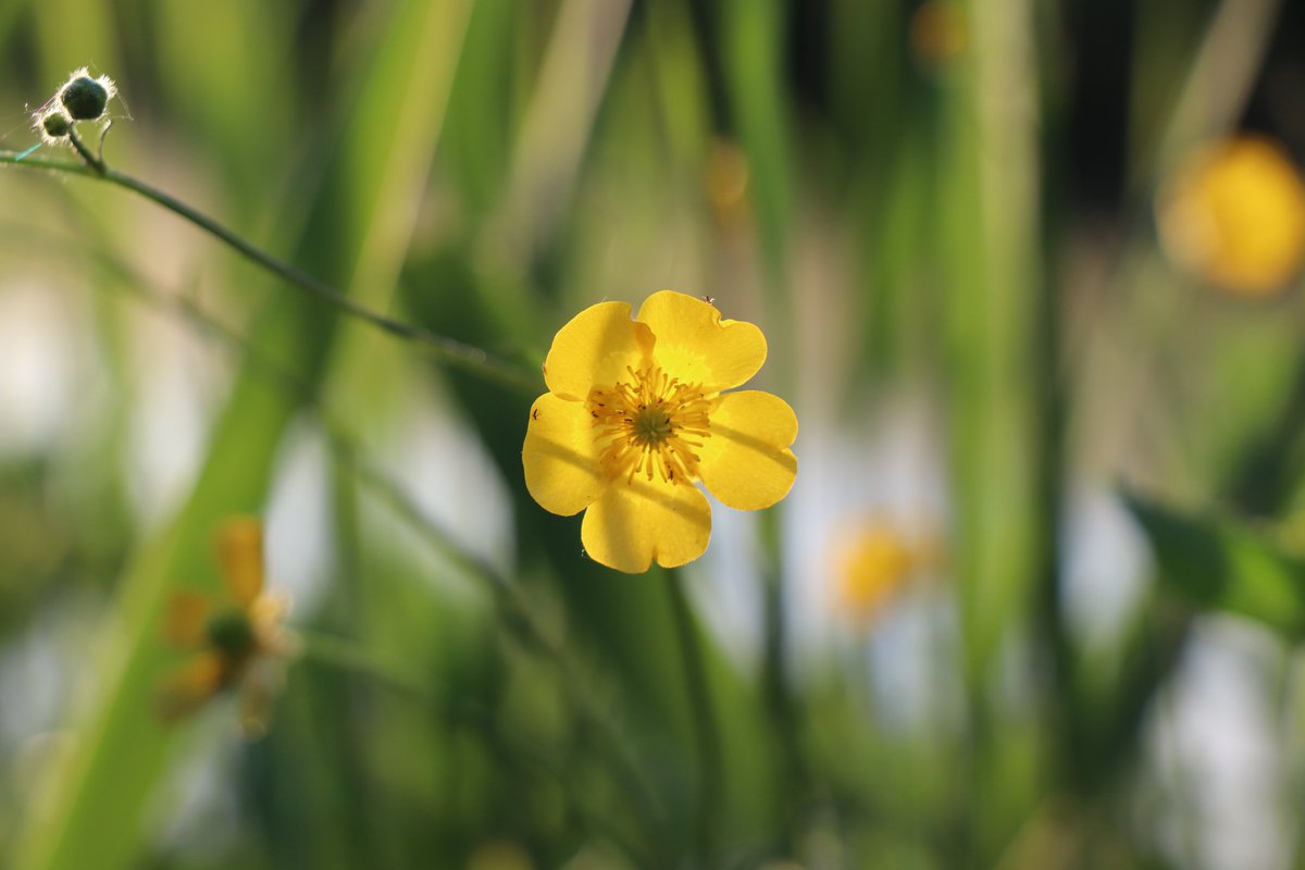 Buttercup, or, what do you call this flower. Evening walk in Amsterdam

#buttercup #naturephotography #nature #natureinthecity #amsterdamnature #eveningwalk #nofilter #fotografie #natuurfotografie #amsterdam