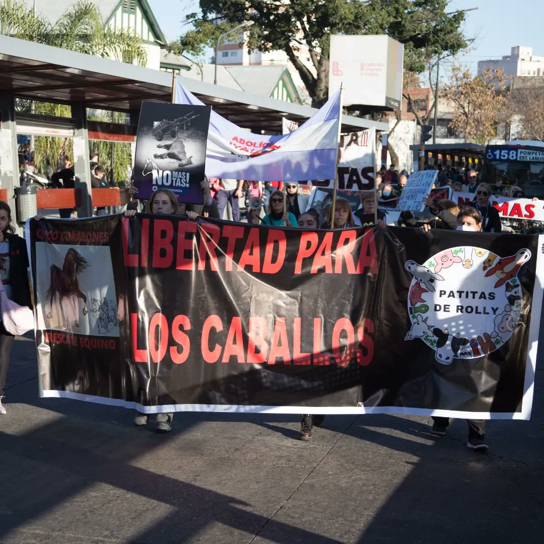 Recc_5corazones's tweet photo. Ayer en la caminata por los caballos, Lanús y Avellaneda unidos.
Exigimos a ambos municipios la ABOLICIÓN de la Tracción a sangre!
@Nestorgrindetti @jorgeferraresi 
@AgenciaTelam @AmericaTV @babyaetchecopar @BonelliOK @canal26noticias @C5N @canal26noticias @canal9oficial https://t.co/E7JjUR6JYr