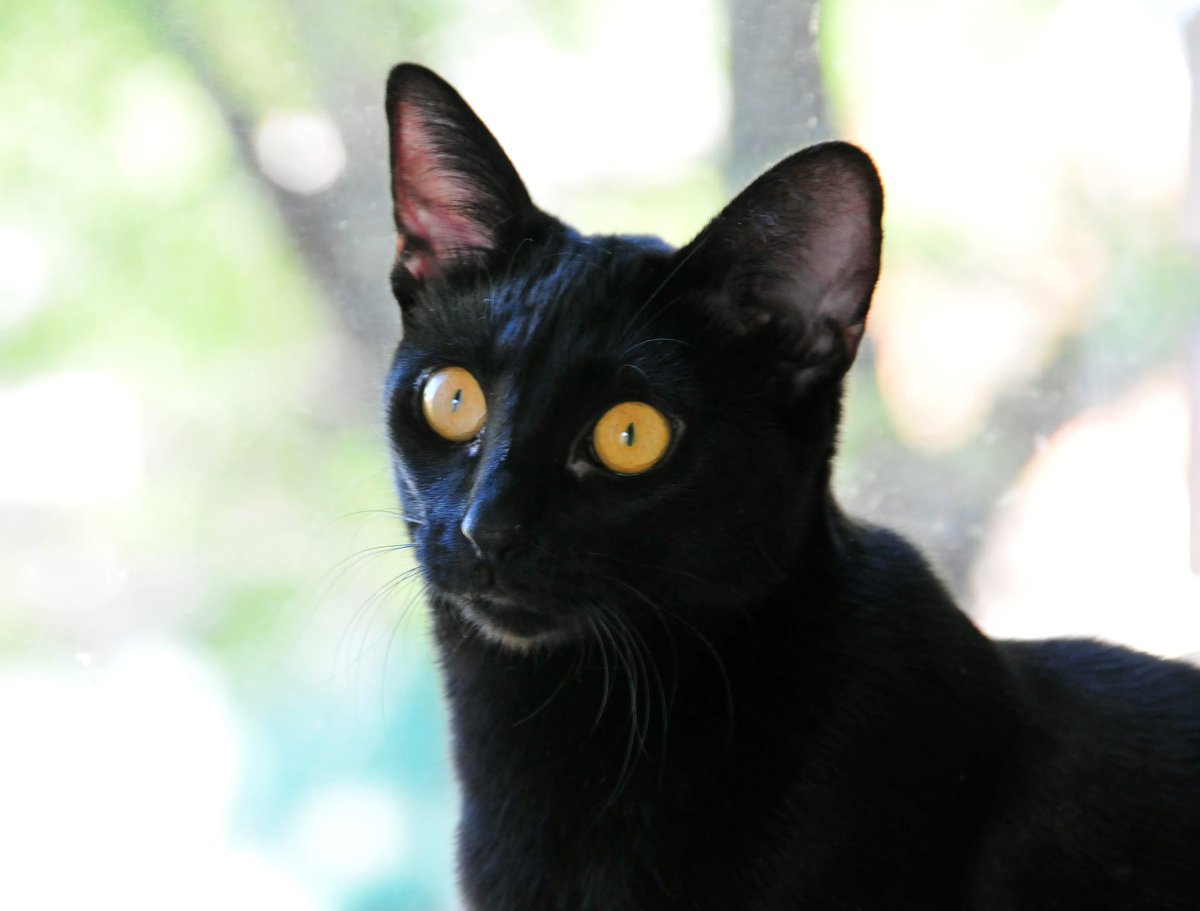 🐱 Ada es la última gatita de la camada que aún no ha encontrado adopción. Se nos hace una chica mayor (1 añito) y tenemos la espinita de que tal vez sea por su pelaje negro. Muy cariñosa. 

Test negativo y sabe convivir con más michis. ¿A qué estás esperando para conocerla?