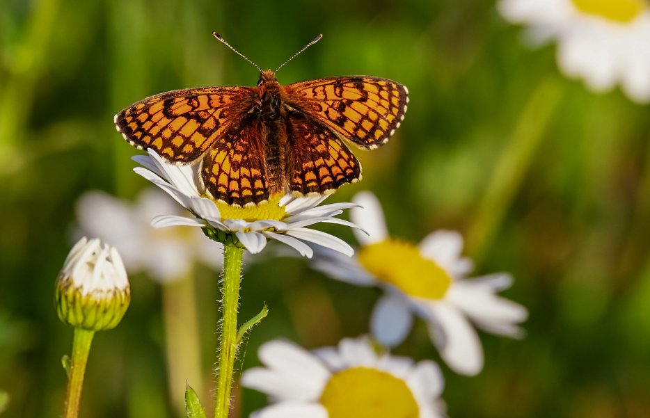 Sutton Writers tweet media