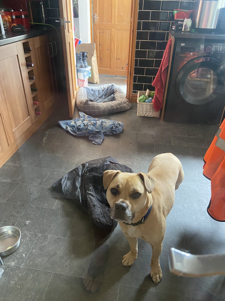 cathyswales's tweet photo. This us what I do when humans shut me in kitchen cos I’m wet! 😂😂😂 #crossdog #DogsofTwittter #dogsoftwitter https://t.co/AWcSU6YdQ6
