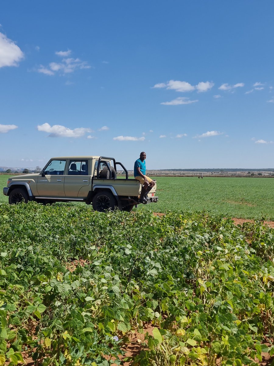 Farming is a practice of faith; especially after electricity tarrifs and fertilizer prices shot up we hope it will make business sense.The sugar bean and barley is my hope all will be well.Tozozviona.