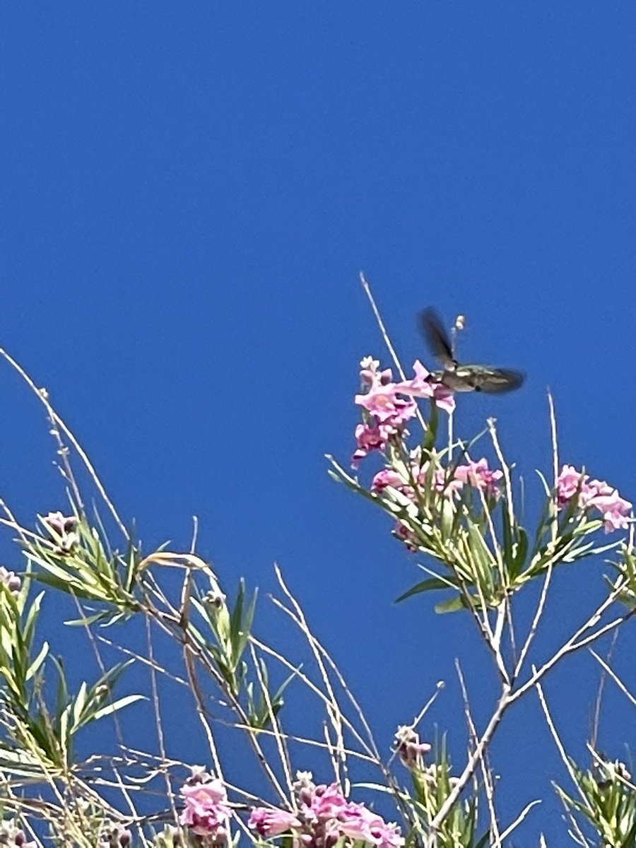 bobby_kountz's tweet photo. I was out for a #WonderWalk and found this… saw this… A HUGE seed pod and a hummingbird in the top of a tree…
#WhatDoYouSee #TrackingWonder #OpenYourEyes #BeGrateful #Look #See @JeffreyDavis108 @Wrix2 @bobby_kountz @d_ast777 @austinkleon @PBRSangha @gailboenning @bshort68 https://t.co/5VMIyujYT8