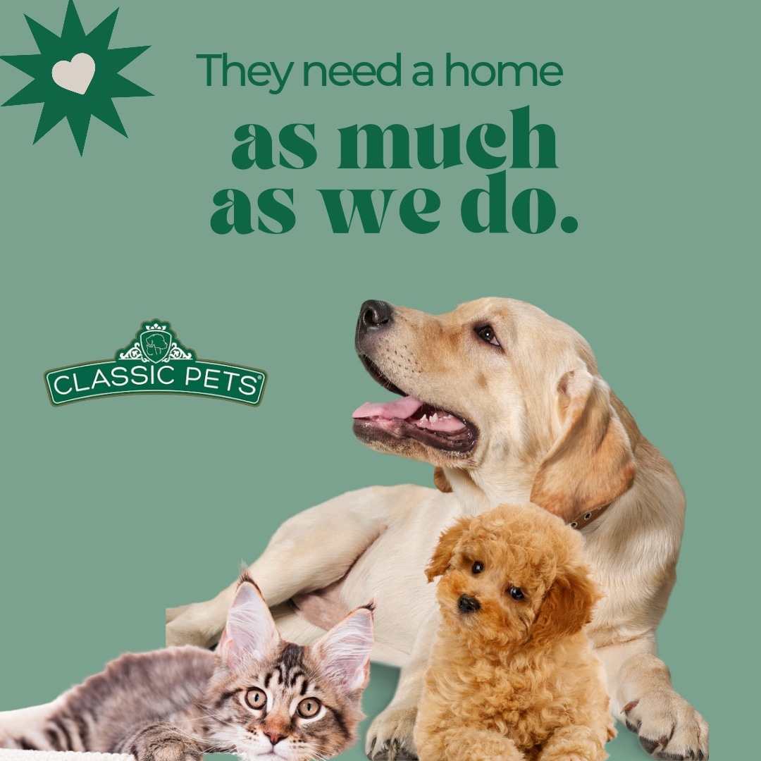 classic4pets's tweet photo. They need a home as much as we do!
🌐 https://t.co/EhXCaulEAw
#adorablepuppies #mansbestfriend #Teacuppoodlepuppies #MainCoonkittens #africangreyparrots #africanparrotforsale #gethome #waitingyou #findpet #petsonsale #love #facebookadsmarketing https://t.co/nStB2jRpO3