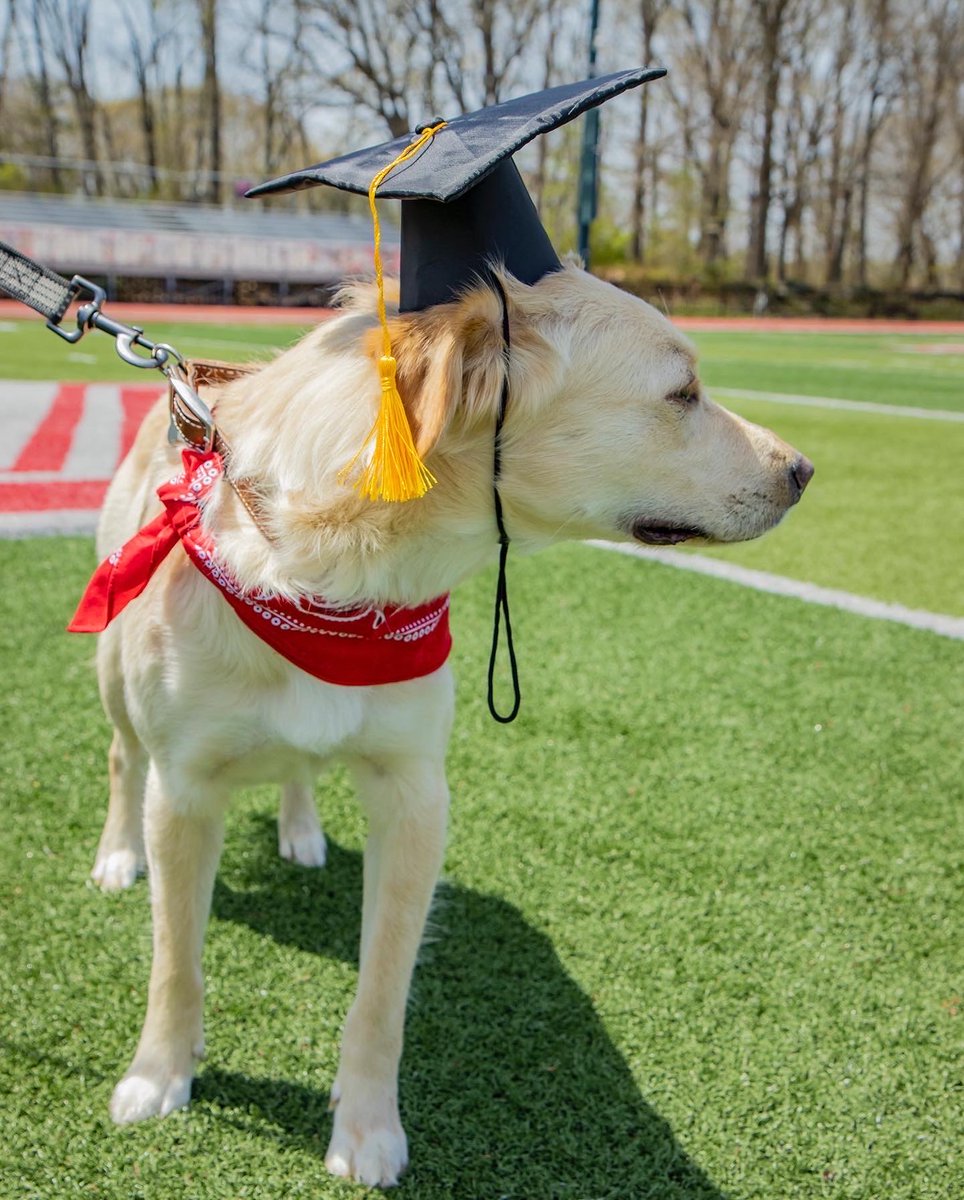 sacredheartuniv's tweet photo. Harley graduated magna woof laude in the #SHUPets Class of 2022 🐶🎓

📸: Elizabeth Szachacz '22 &amp; Brendan Whitehead '22

#WeAreSHU #GradSHUation #SHU2022 https://t.co/VqgspNwQoW