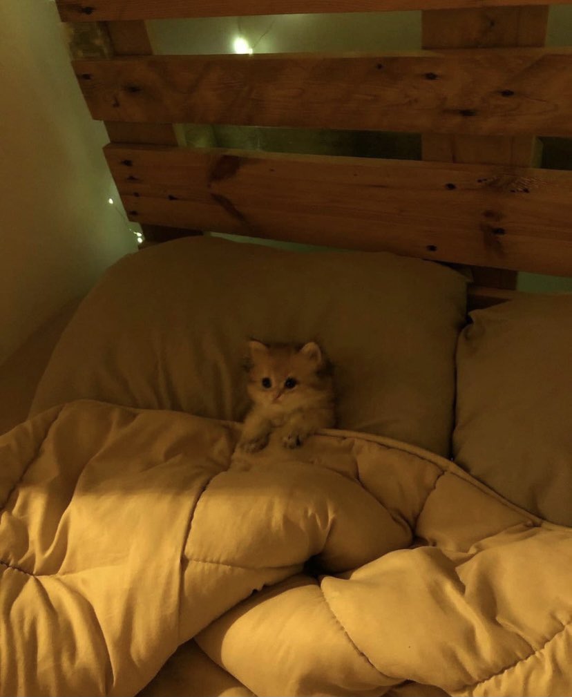 The Okami 🐺 tweet media