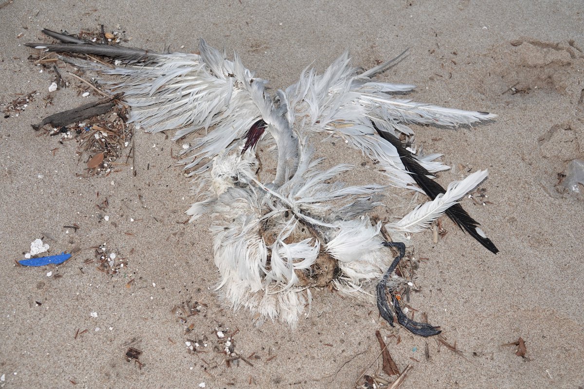 GomezSerrano_MA's tweet photo. El hilo 🧵sin fin de los hilos 🧶 de pesca 🎣 enredados en aves. 
No ha sido difícil adivinar cuál fue la causa de la muerte de esta #GaviotadeAudouin (Ichthyaetus audouinii) 
💀 en la #AlbuferadeValencia; #avesmarinas #seabirds #fishinglines https://t.co/dHJqheC0H0