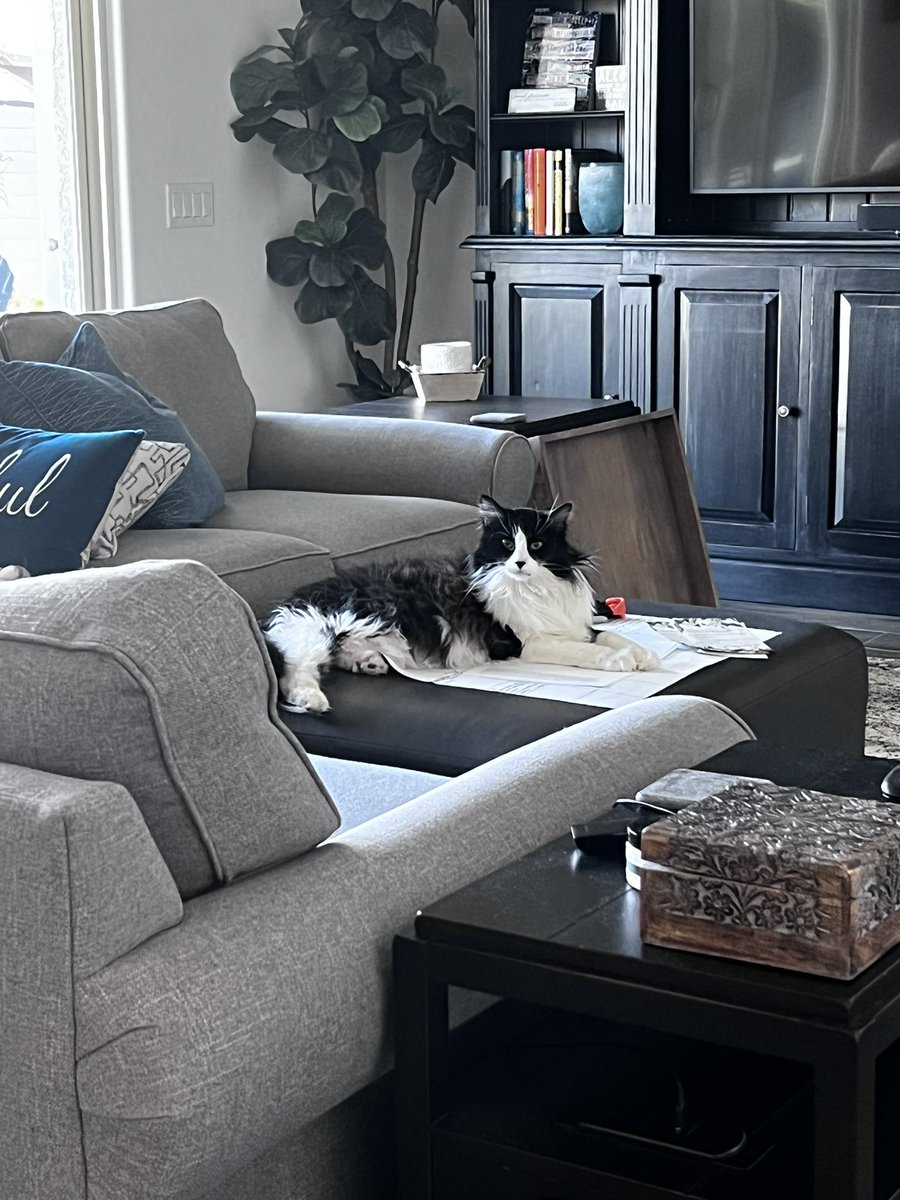 Hangin out wif mama today in da libing room. I usually stay in da bedroom. I’m old. I don’t get around much. Plus I don’t lik enyone  but mama. 😹😹