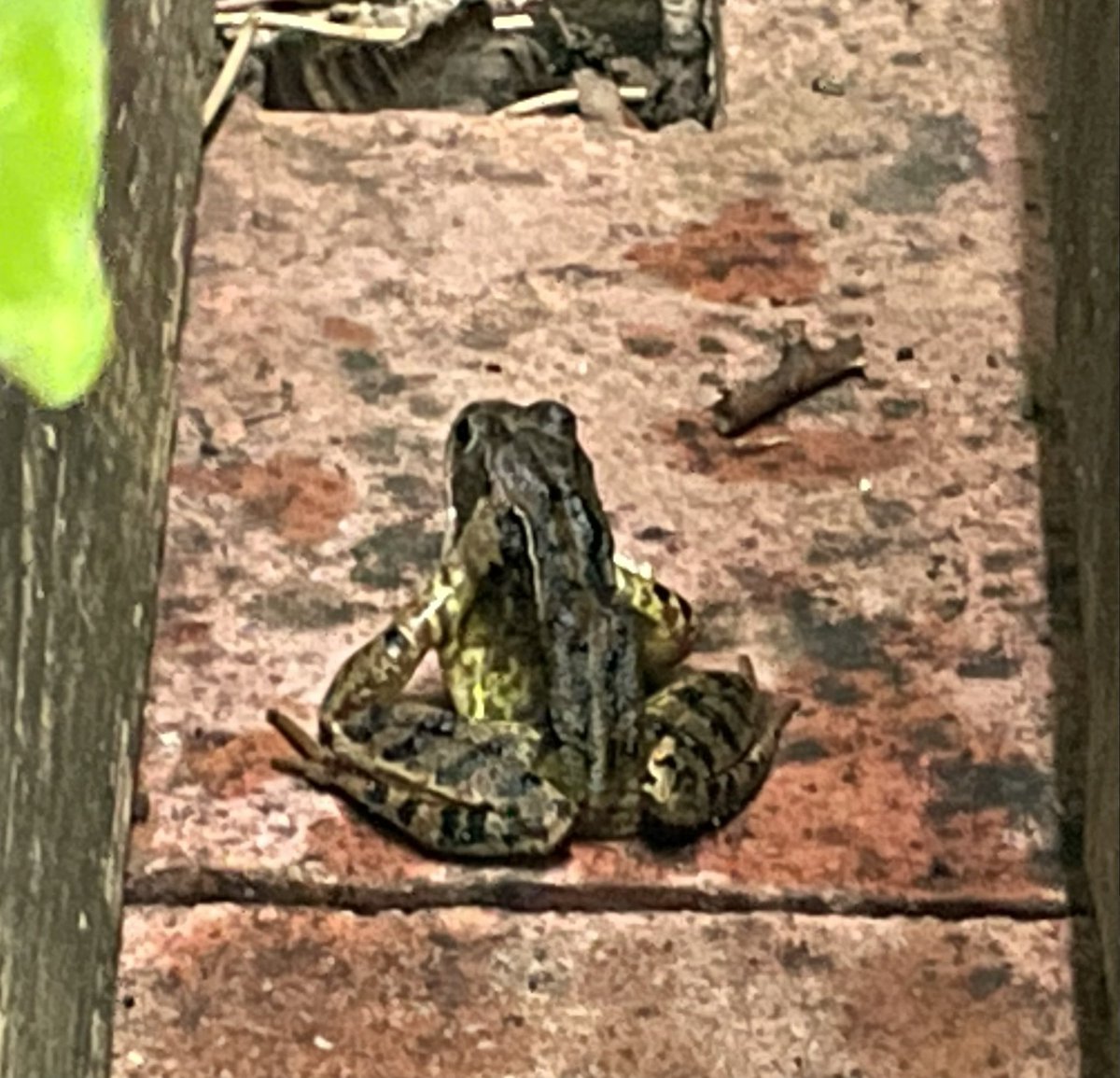 debtex's tweet photo. New wildlife in the garden today! Think he heard the water trickling… #outdoors #nature #frogortoad https://t.co/PwmWY8qxjE