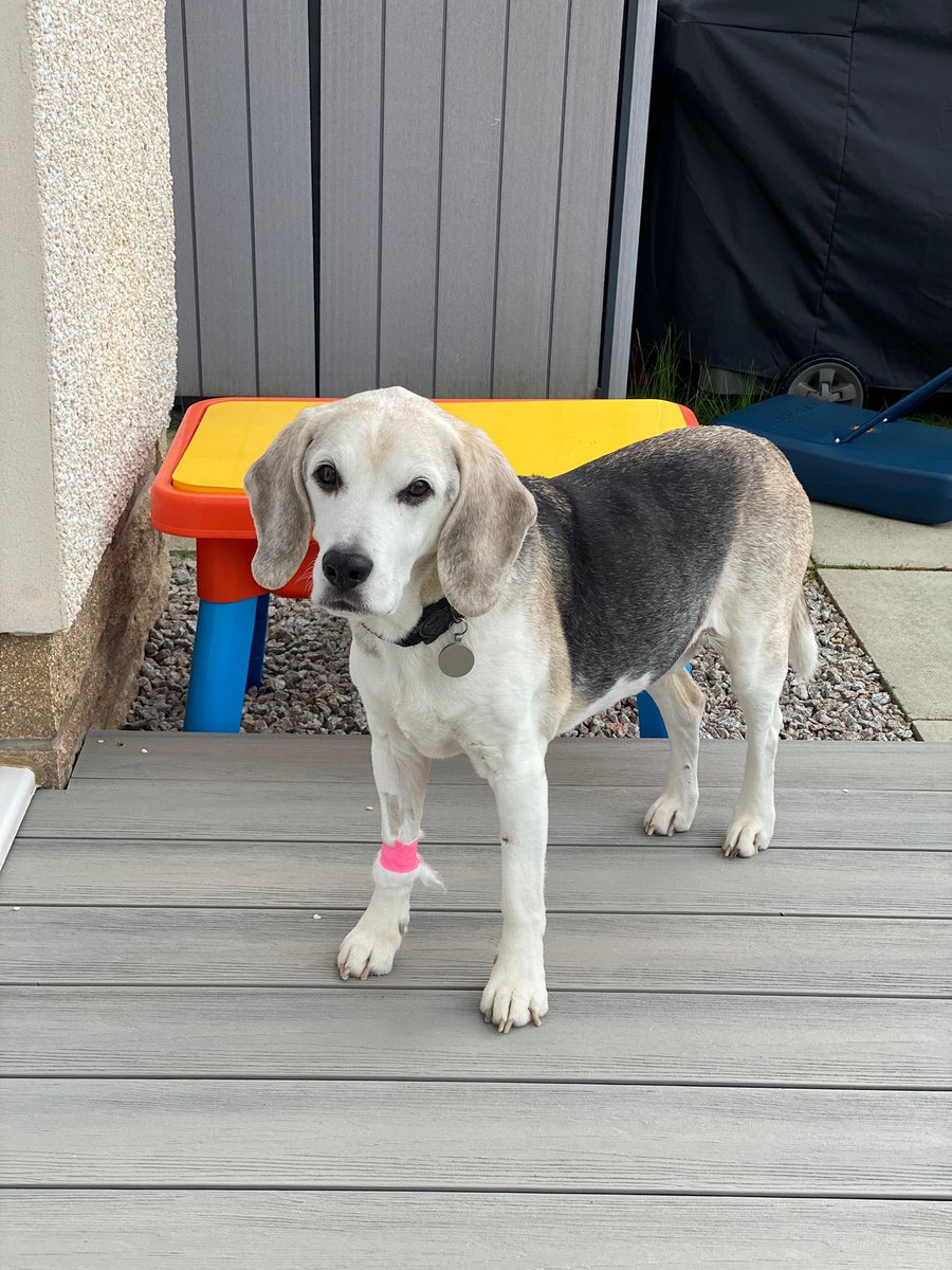 Cancelling stream tonight, had Hugo at the Vets yesterday and not good news, he’s got a huge tumor on his liver. Vet says he’s not got much liver left. 😢 So not really feeling it tonight. 💙