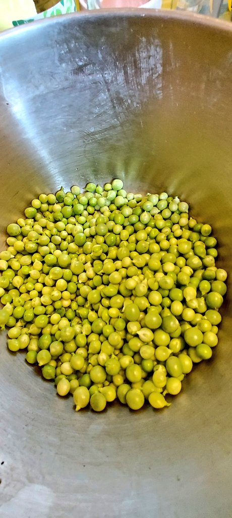 muddymuddymum's tweet photo. It's a pea picking pod popping kind of day today!

#allotment #growyourown #gyo #selfsuffiency #food #vegetables https://t.co/MfY9i3iOuI