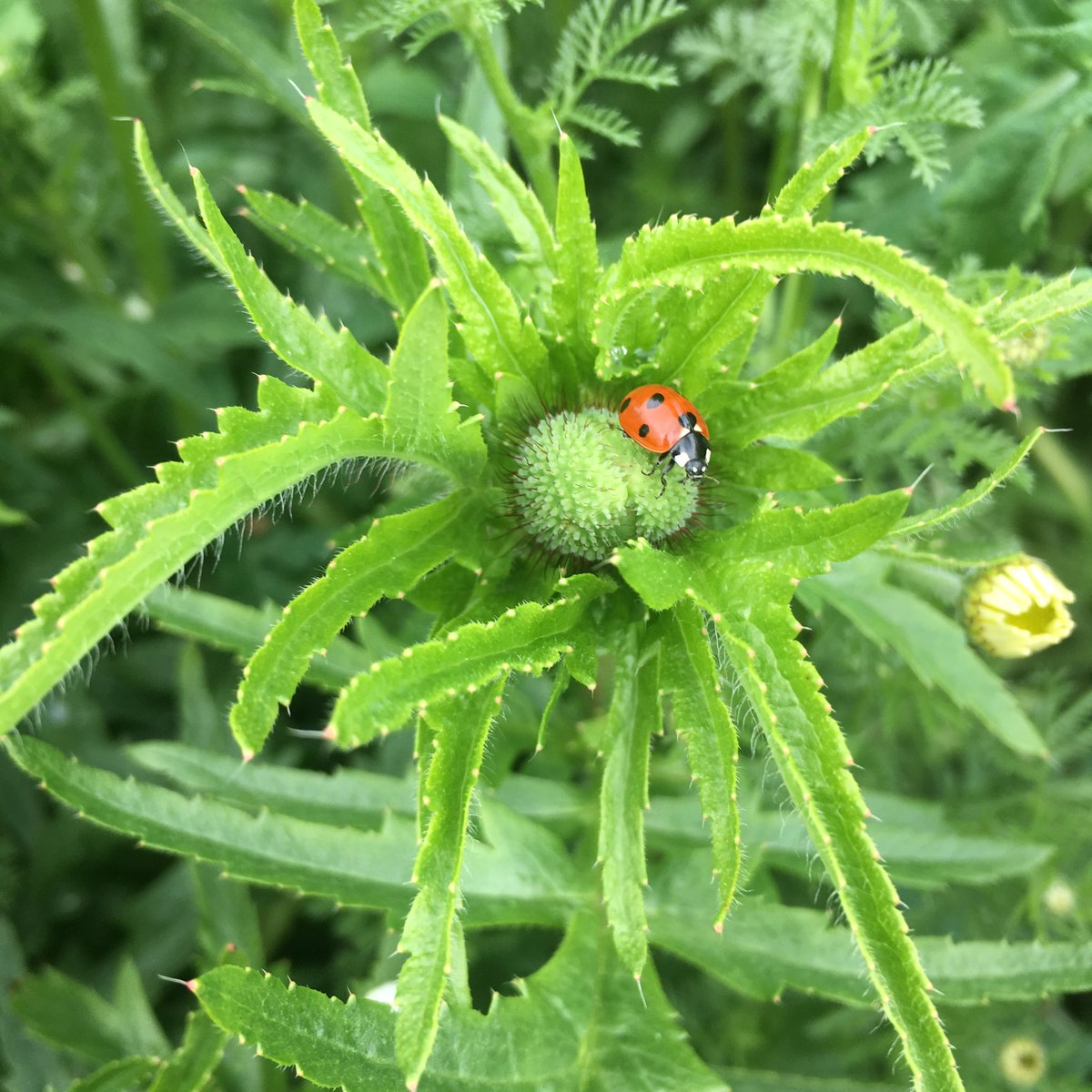 WeDigNg9's tweet photo. Hope you’re enjoying the froth.

The poppies, camomiles, butterweeds and hawkweeds along the building site fringes are just getting going, too… 😊💚🌼🌾 
@PeverilHomes @ChurchillRL 
#beeston #myfords #wilmotlane https://t.co/bZnDh47RwU