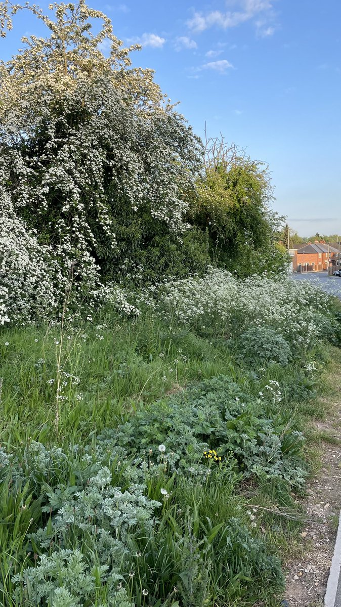 WeDigNg9's tweet photo. Hope you’re enjoying the froth.

The poppies, camomiles, butterweeds and hawkweeds along the building site fringes are just getting going, too… 😊💚🌼🌾 
@PeverilHomes @ChurchillRL 
#beeston #myfords #wilmotlane https://t.co/bZnDh47RwU