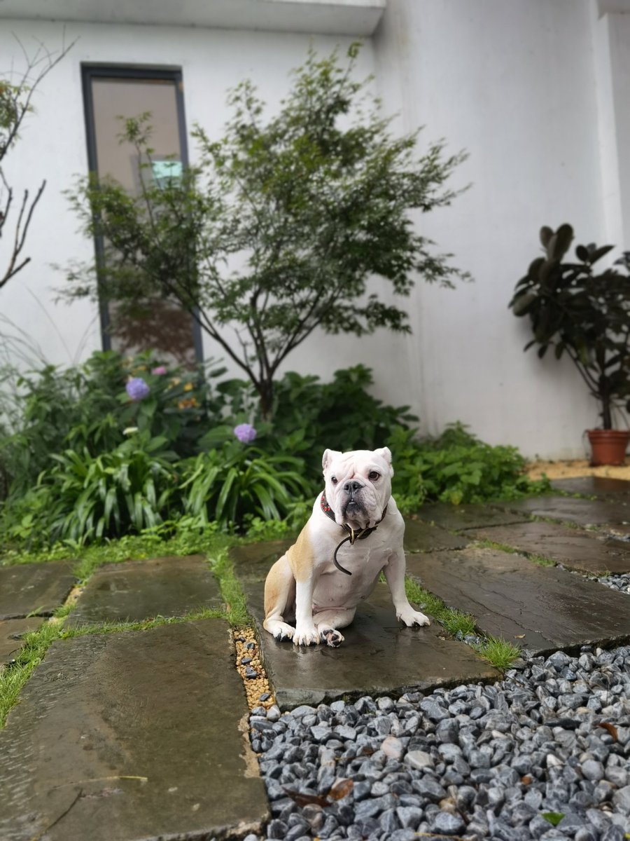 BulldogLovely's tweet photo. Dog in the rain https://t.co/tXrSjxu7K6