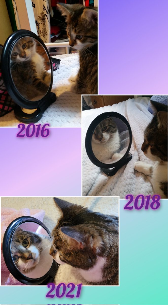 EHigh75's tweet photo. @ellle_em Loki growing up... technically 3 pics, but definitely my favorite. https://t.co/rW6vcUNAWo