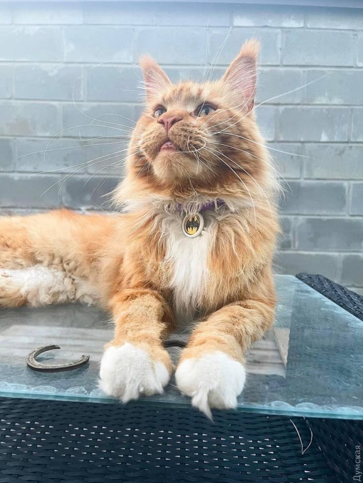 Gerashchenko_en's tweet photo. Maine Coon Max from 🇺🇦#Bucha, kidnapped by invaders, returned home 80 days later the occupation. One of the stories of the “Russian world”, which fortunately ended well. The cat traveled more than 300 km until the locals in #Belarus noticed a collar with the owner's contacts. https://t.co/MKoJpK7jZC