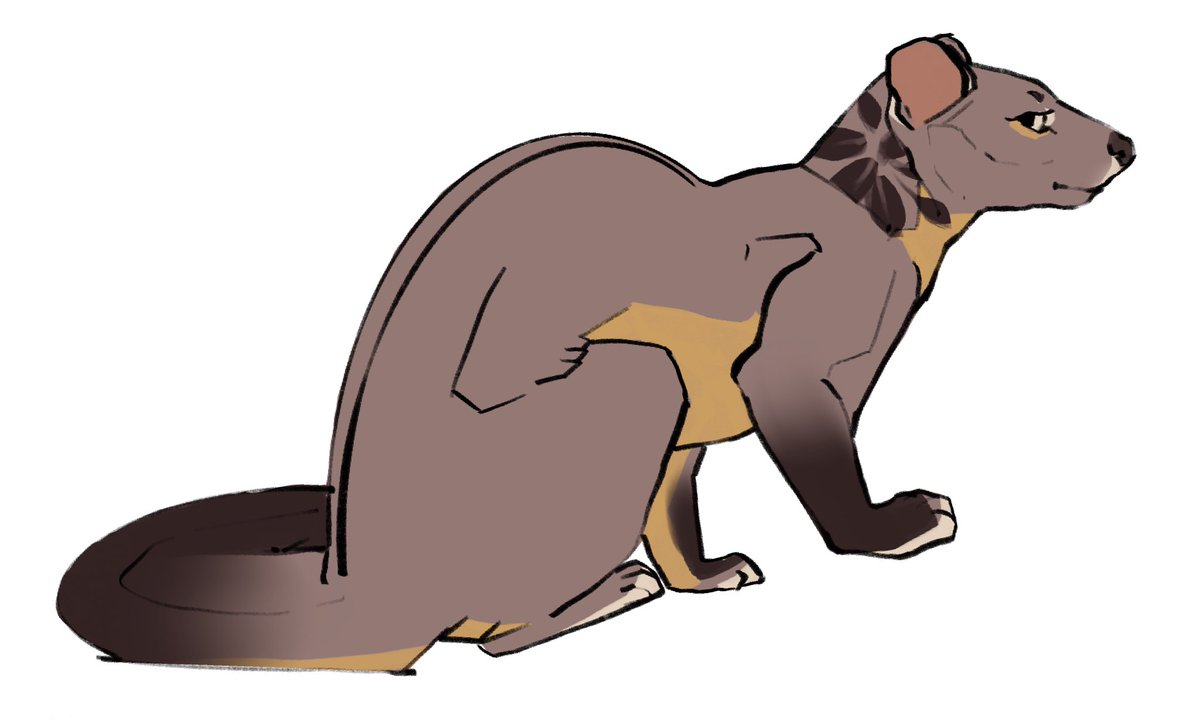 miniastera's tweet photo. Hello #fossa https://t.co/gMdOOSM0Oi